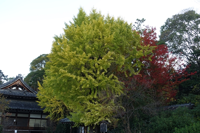 京都_紅葉情報_2019_05　岡崎別院　No5