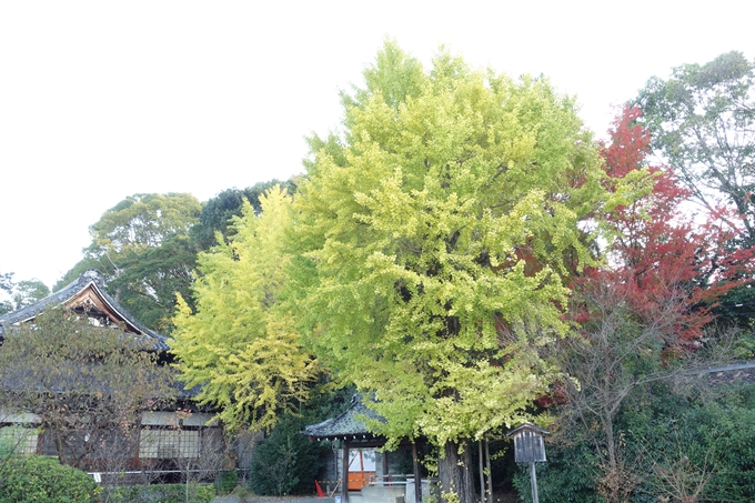 京都_紅葉情報_2019_05　岡崎別院　No8