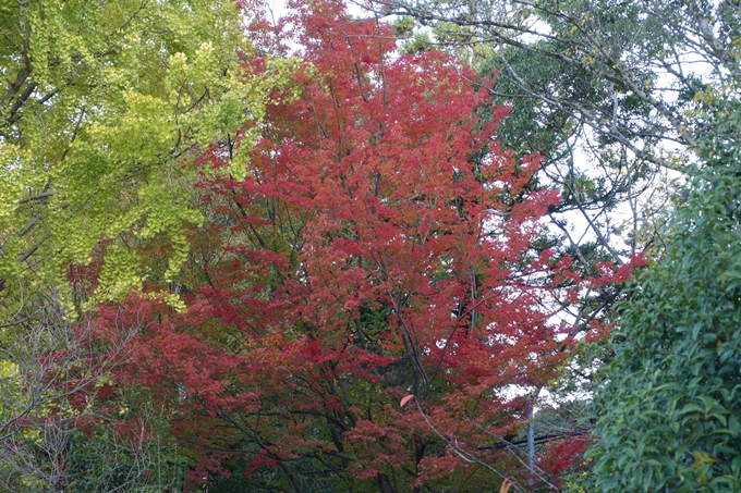 京都_紅葉情報_2019_05　岡崎別院　No9