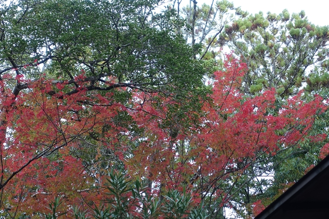 京都_紅葉情報_2019_06　金戒光明寺　No2