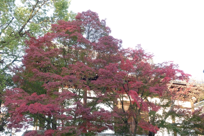 京都_紅葉情報_2019_06　金戒光明寺　No5