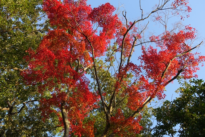 京都_紅葉情報_2019_06　金戒光明寺　No6