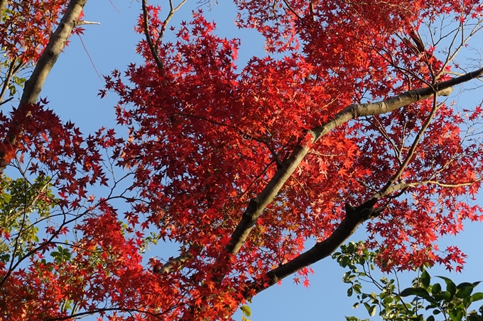 京都_紅葉情報_2019_06　金戒光明寺　No7