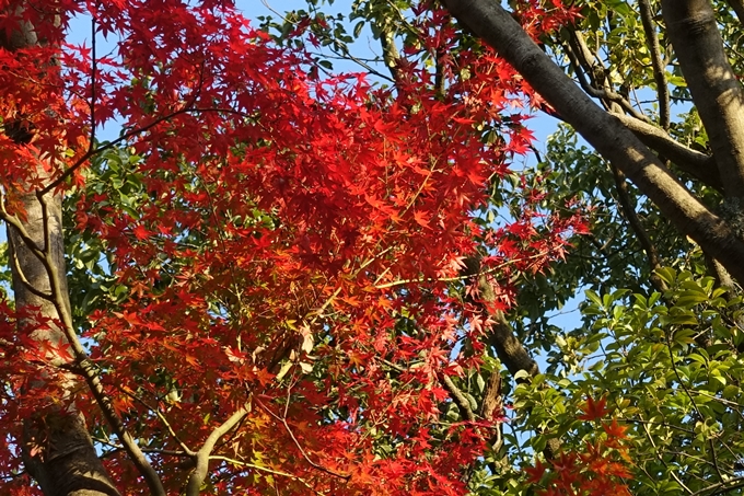 京都_紅葉情報_2019_06　金戒光明寺　No8