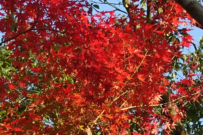 京都_紅葉情報_2019_06　金戒光明寺　No9