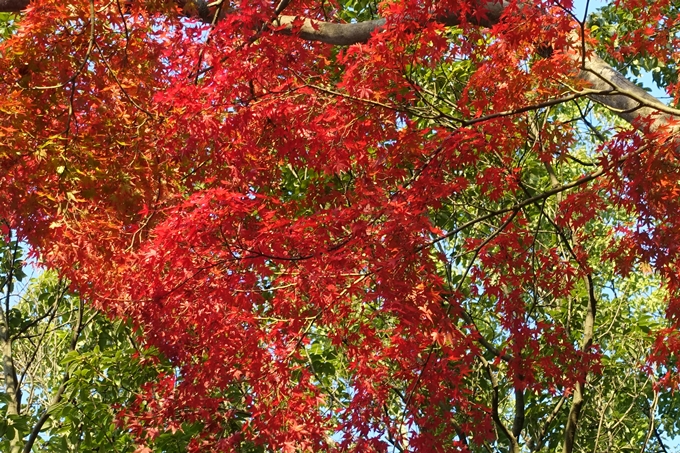 京都_紅葉情報_2019_06　金戒光明寺　No10