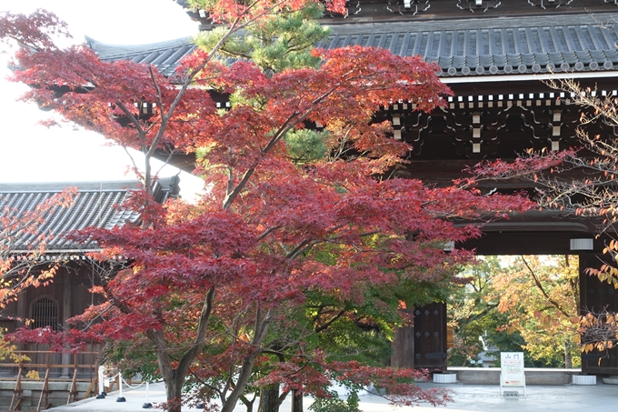 京都_紅葉情報_2019_06　金戒光明寺　No11