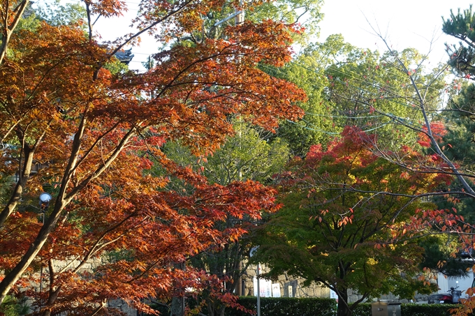 京都_紅葉情報_2019_06　金戒光明寺　No12