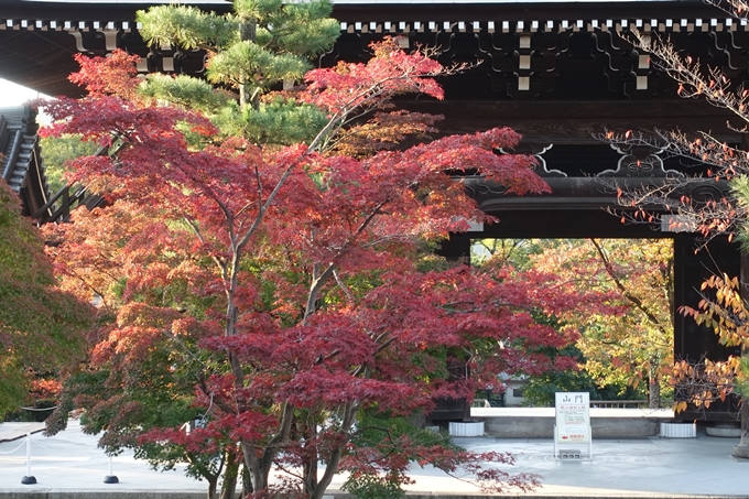 京都_紅葉情報_2019_06　金戒光明寺　No16