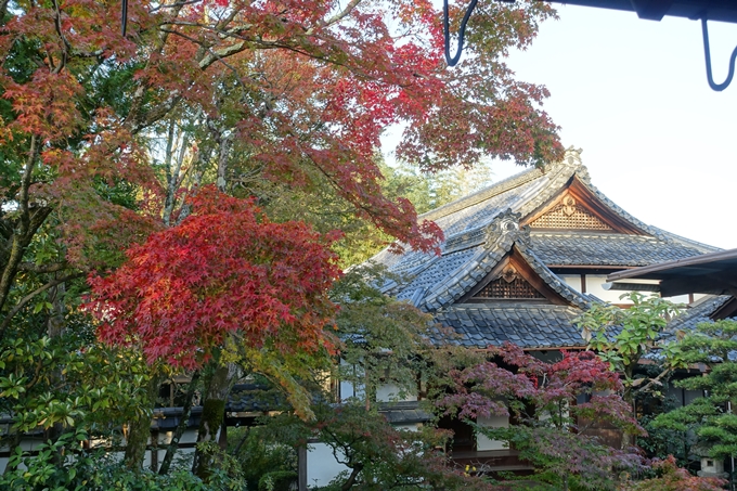 京都_紅葉情報_2019_07　真如堂　No4