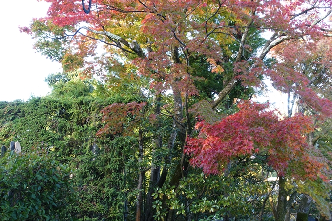 京都_紅葉情報_2019_07　真如堂　No5