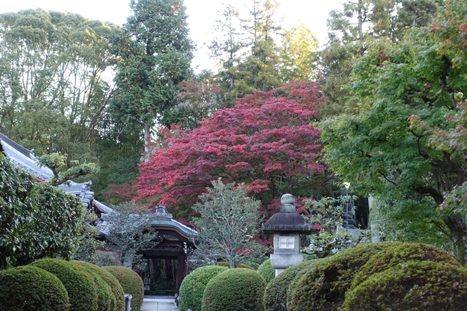 京都_紅葉情報_2019_07　真如堂　No9