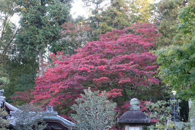 京都_紅葉情報_2019_07　真如堂　No10