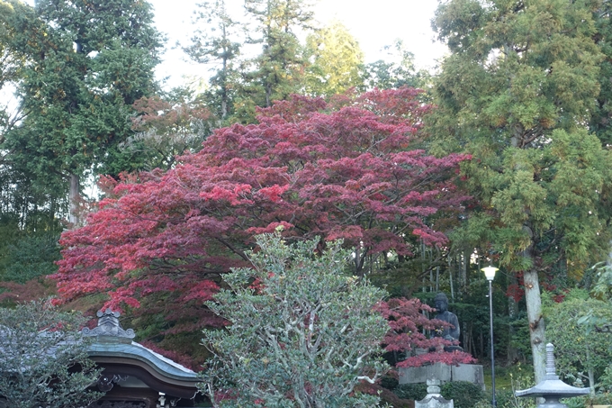 京都_紅葉情報_2019_07　真如堂　No11