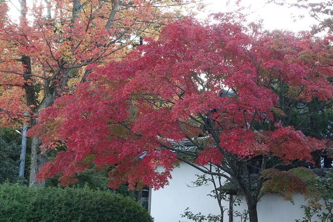 京都_紅葉情報_2019_07　真如堂　No15