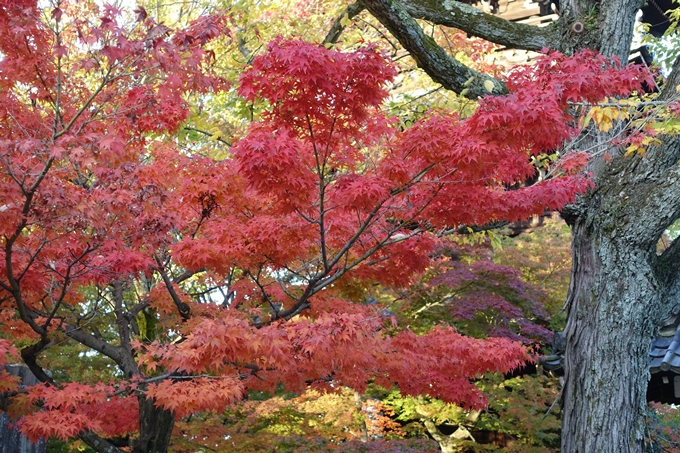 京都_紅葉情報_2019_07　真如堂　No21