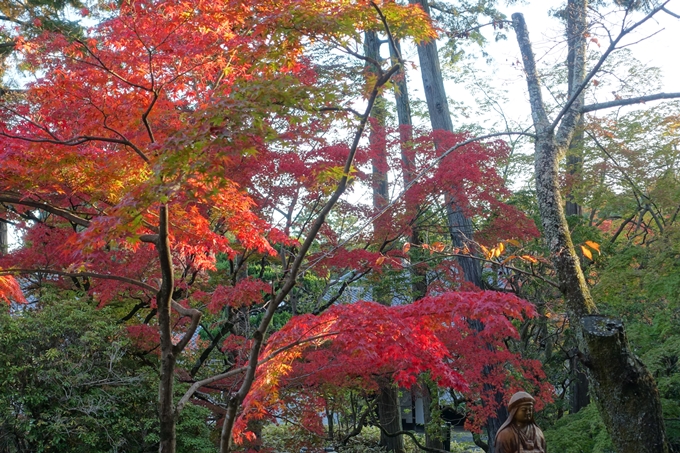 京都_紅葉情報_2019_07　真如堂　No22