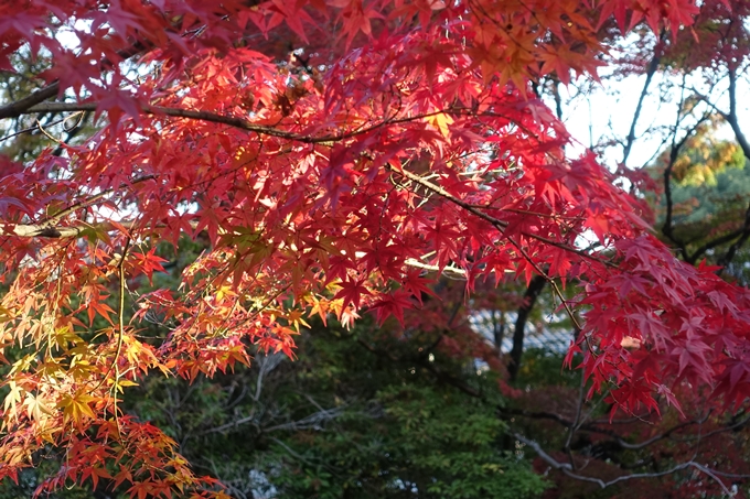 京都_紅葉情報_2019_07　真如堂　No24