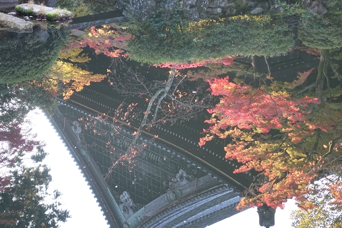 京都_紅葉情報_2019_07　真如堂　No26