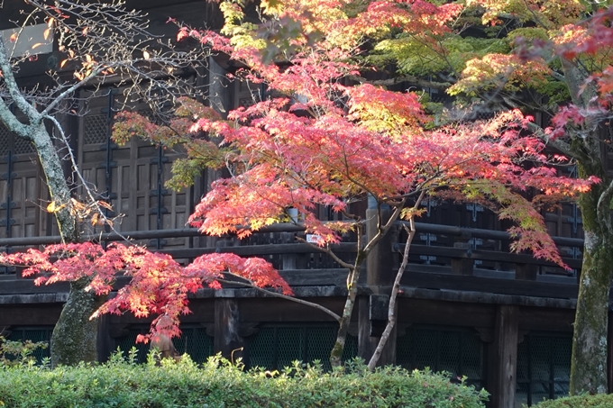 京都_紅葉情報_2019_07　真如堂　No28