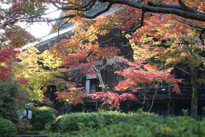 京都_紅葉情報_2019_07　真如堂　No30