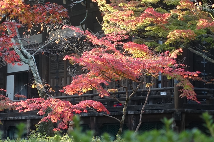 京都_紅葉情報_2019_07　真如堂　No31