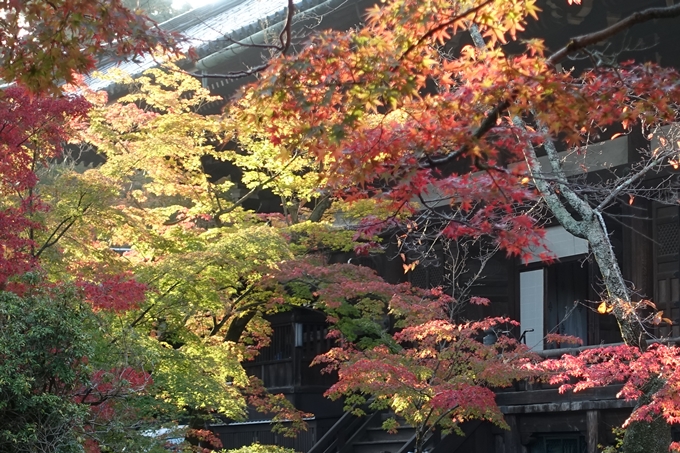 京都_紅葉情報_2019_07　真如堂　No32