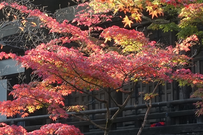 京都_紅葉情報_2019_07　真如堂　No33