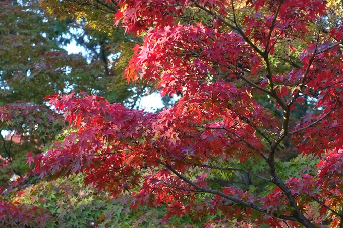 京都_紅葉情報_2019_07　真如堂　No34