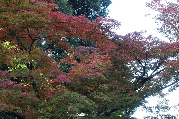 京都_紅葉情報_2019_07　真如堂　No35