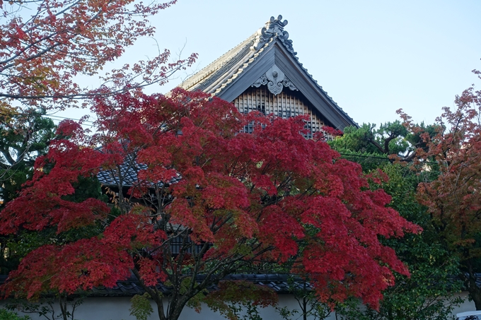 京都_紅葉情報_2019_07　真如堂　No36