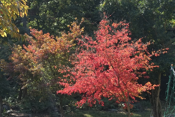 京都_紅葉情報_2019_08　西光寺_龍穏寺　No7