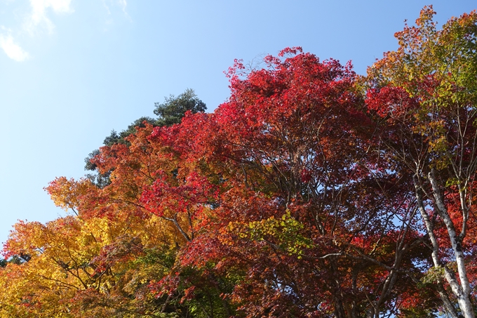 京都_紅葉情報_2019_08　西光寺_龍穏寺　No8