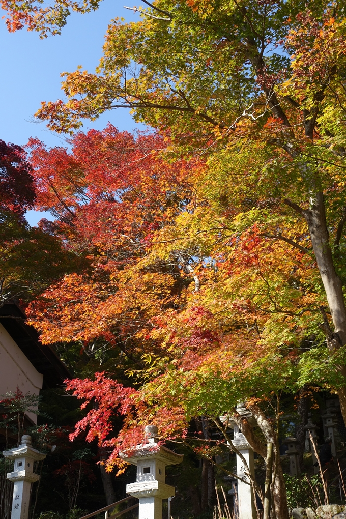 京都_紅葉情報_2019_08　西光寺_龍穏寺　No11