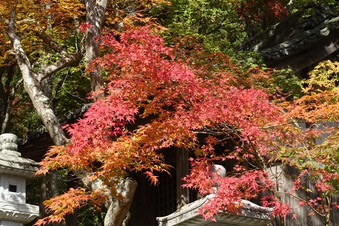 京都_紅葉情報_2019_08　西光寺_龍穏寺　No12