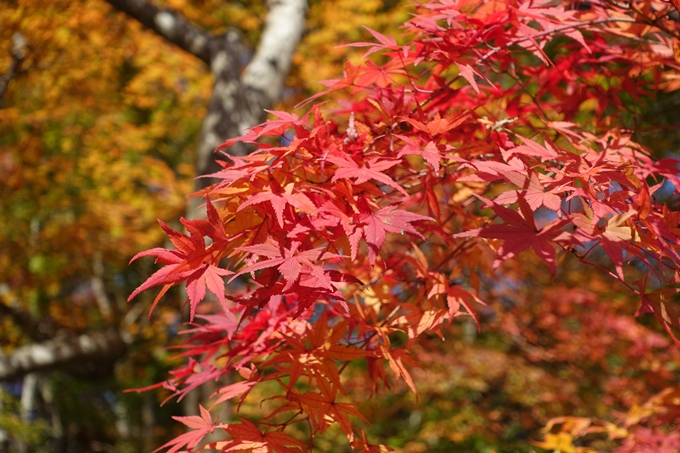 京都_紅葉情報_2019_08　西光寺_龍穏寺　No13