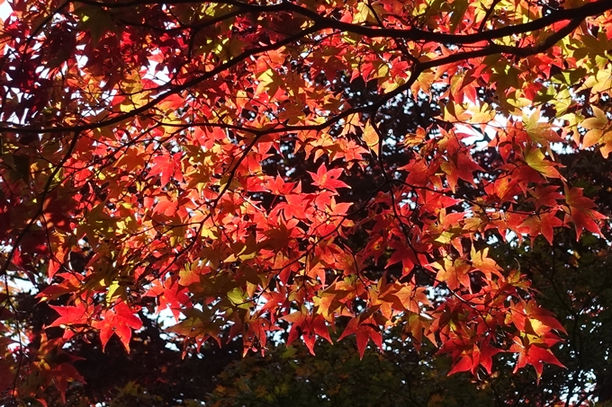 京都_紅葉情報_2019_08　西光寺_龍穏寺　No14