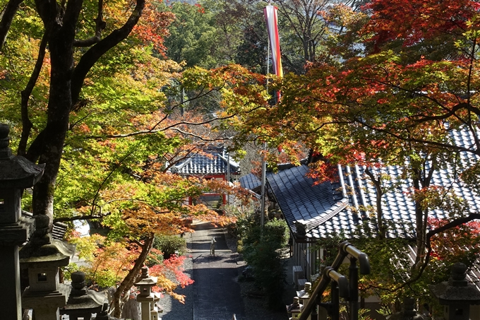 京都_紅葉情報_2019_08　西光寺_龍穏寺　No17