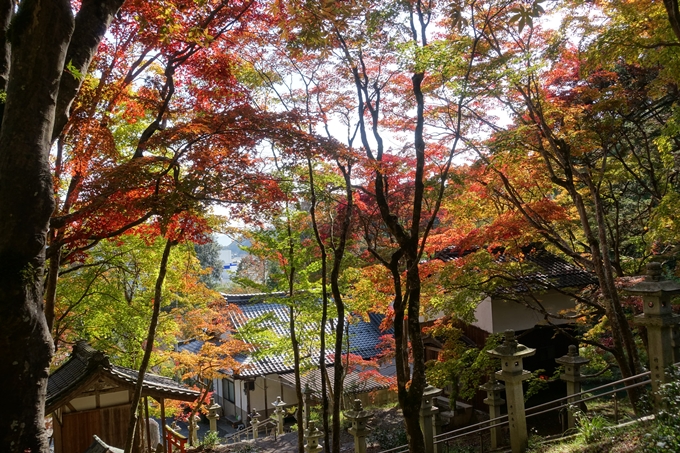 京都_紅葉情報_2019_08　西光寺_龍穏寺　No18