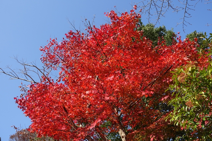 京都_紅葉情報_2019_08　西光寺_龍穏寺　No19