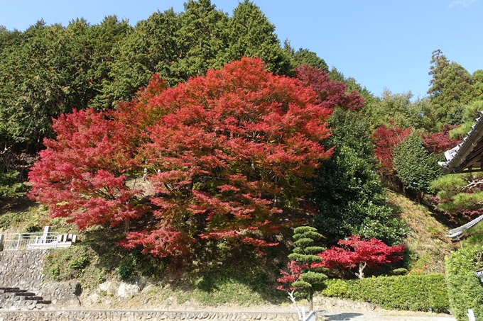 京都_紅葉情報_2019_08　西光寺_龍穏寺　No21