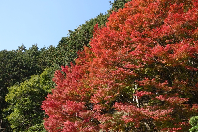 京都_紅葉情報_2019_08　西光寺_龍穏寺　No23