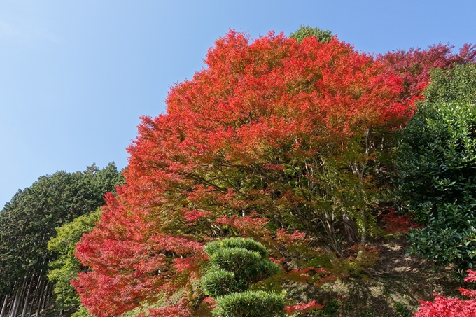 京都_紅葉情報_2019_08　西光寺_龍穏寺　No24