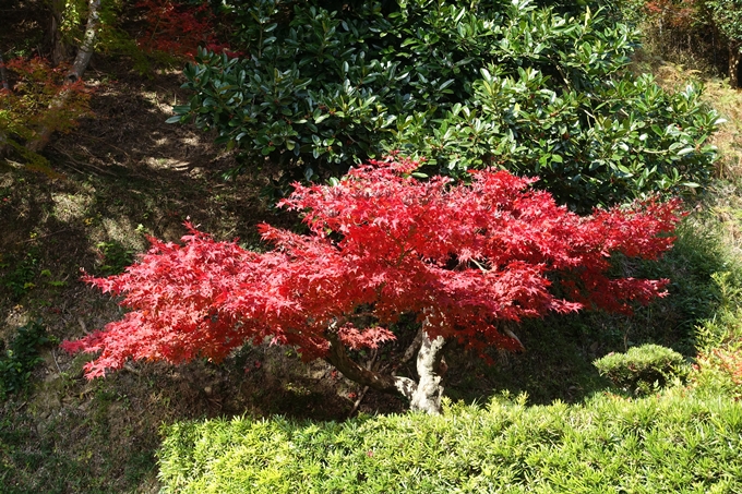 京都_紅葉情報_2019_08　西光寺_龍穏寺　No25