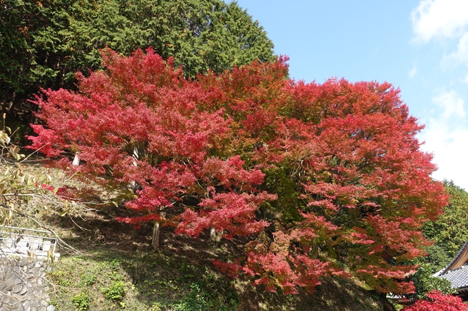 京都_紅葉情報_2019_08　西光寺_龍穏寺　No26