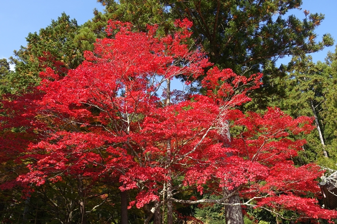 京都_紅葉情報_2019_08　西光寺_龍穏寺　No30