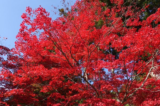 京都_紅葉情報_2019_08　西光寺_龍穏寺　No31