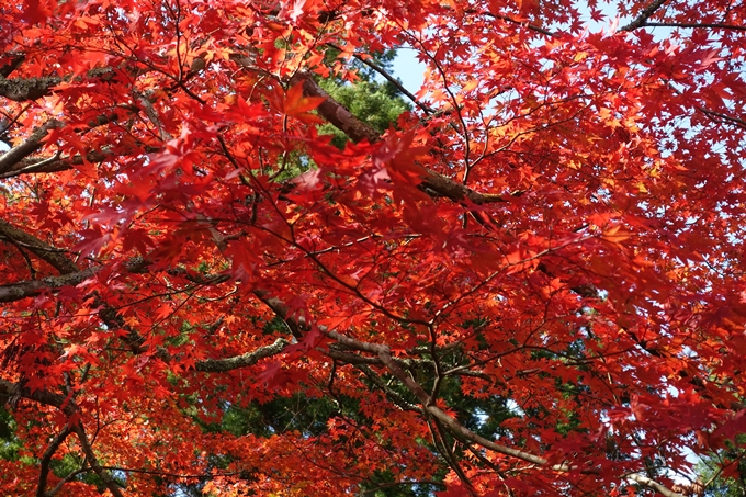 京都_紅葉情報_2019_08　西光寺_龍穏寺　No33