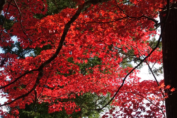 京都_紅葉情報_2019_08　西光寺_龍穏寺　No35