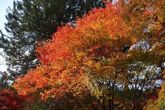 京都_紅葉情報_2019_08　西光寺_龍穏寺　No36